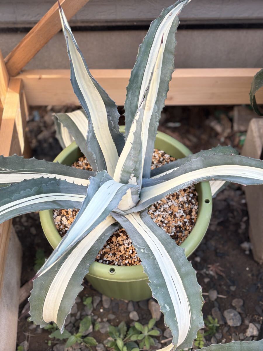 2025年最新】Yahoo!オークション -アガベ アメリカーナ 華厳の