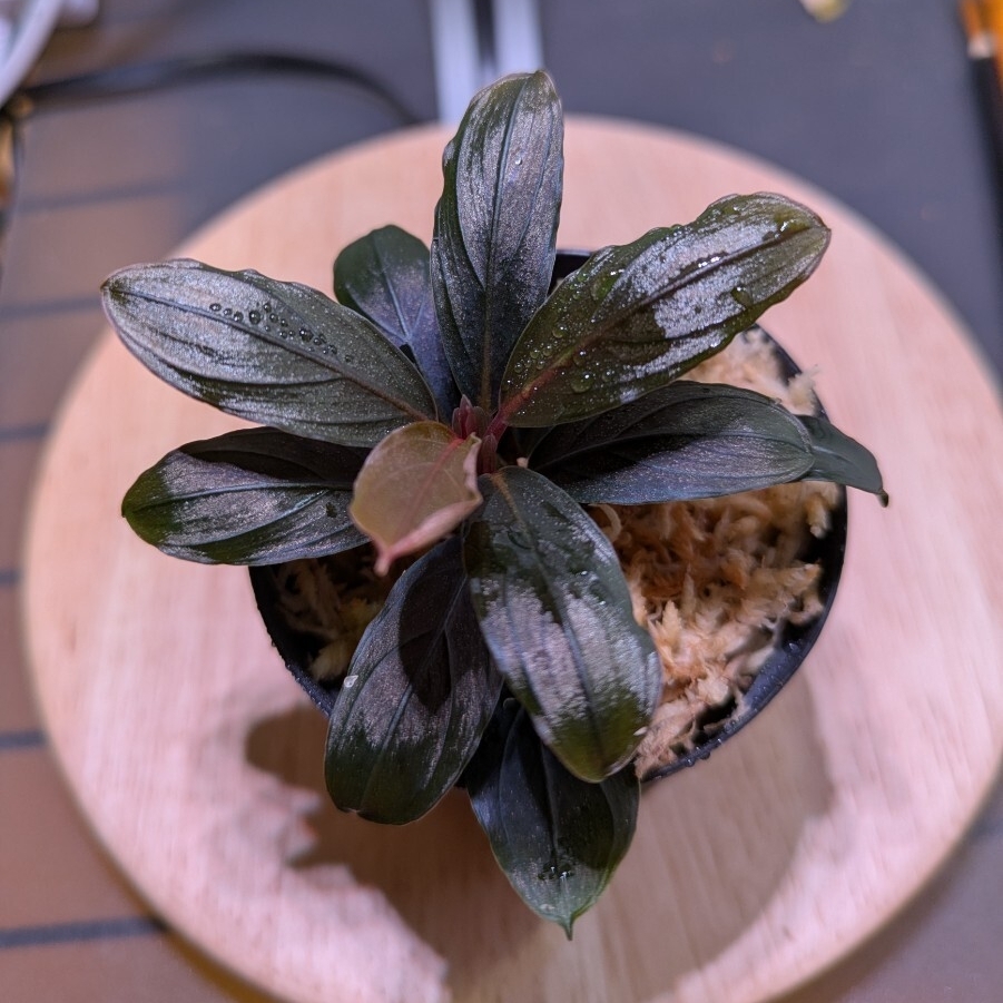 Bucephalandra sp\"HB No9\" 【AZ0420-13】赤軸 ブセファランドラ sp.HB No9【AZ0420-13】赤軸 - メルカリ