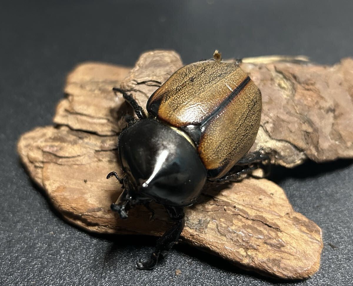 Yahoo!オークション -「フンボルトヒナカブト」(ペット、生き物