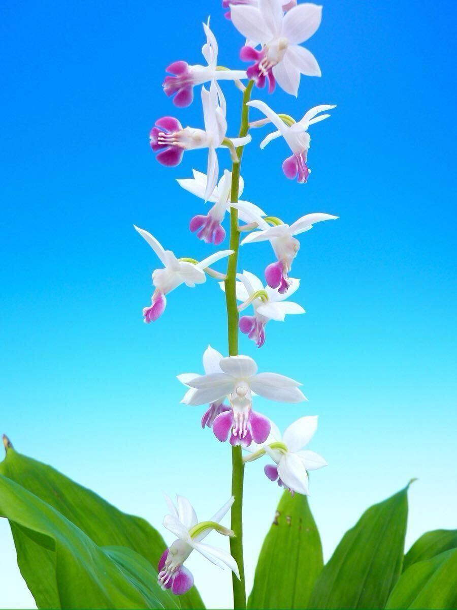 Yahoo!オークション -「野生エビネラン」(花、園芸) の落札相場