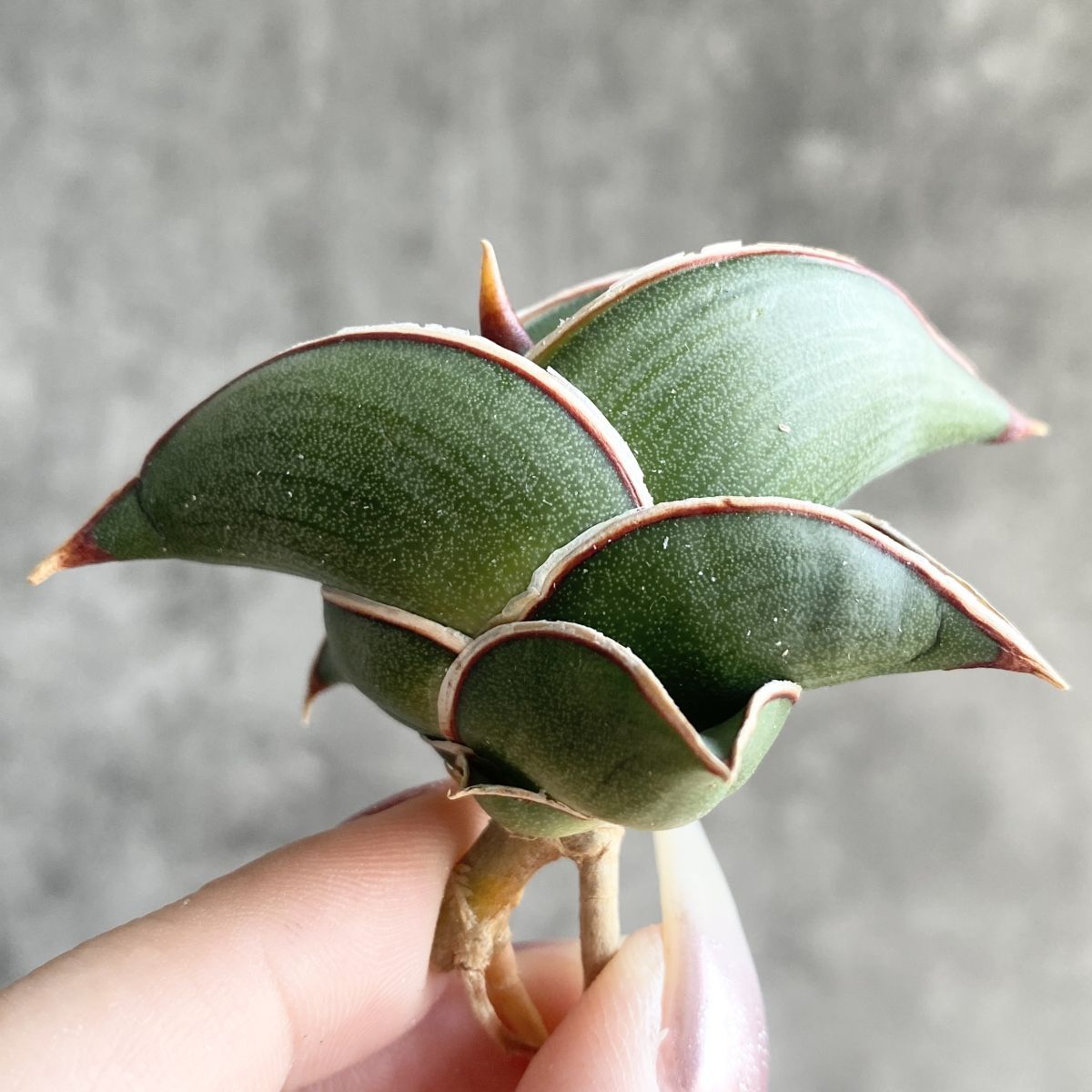 Yahoo!オークション -「サンセベリアロリダ」の落札相場・落札価格