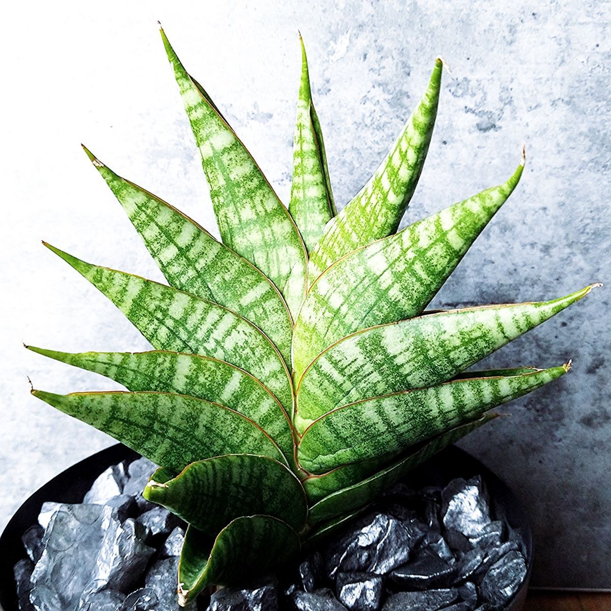 2025年最新】Yahoo!オークション -サンスベリア(観葉植物)の中古