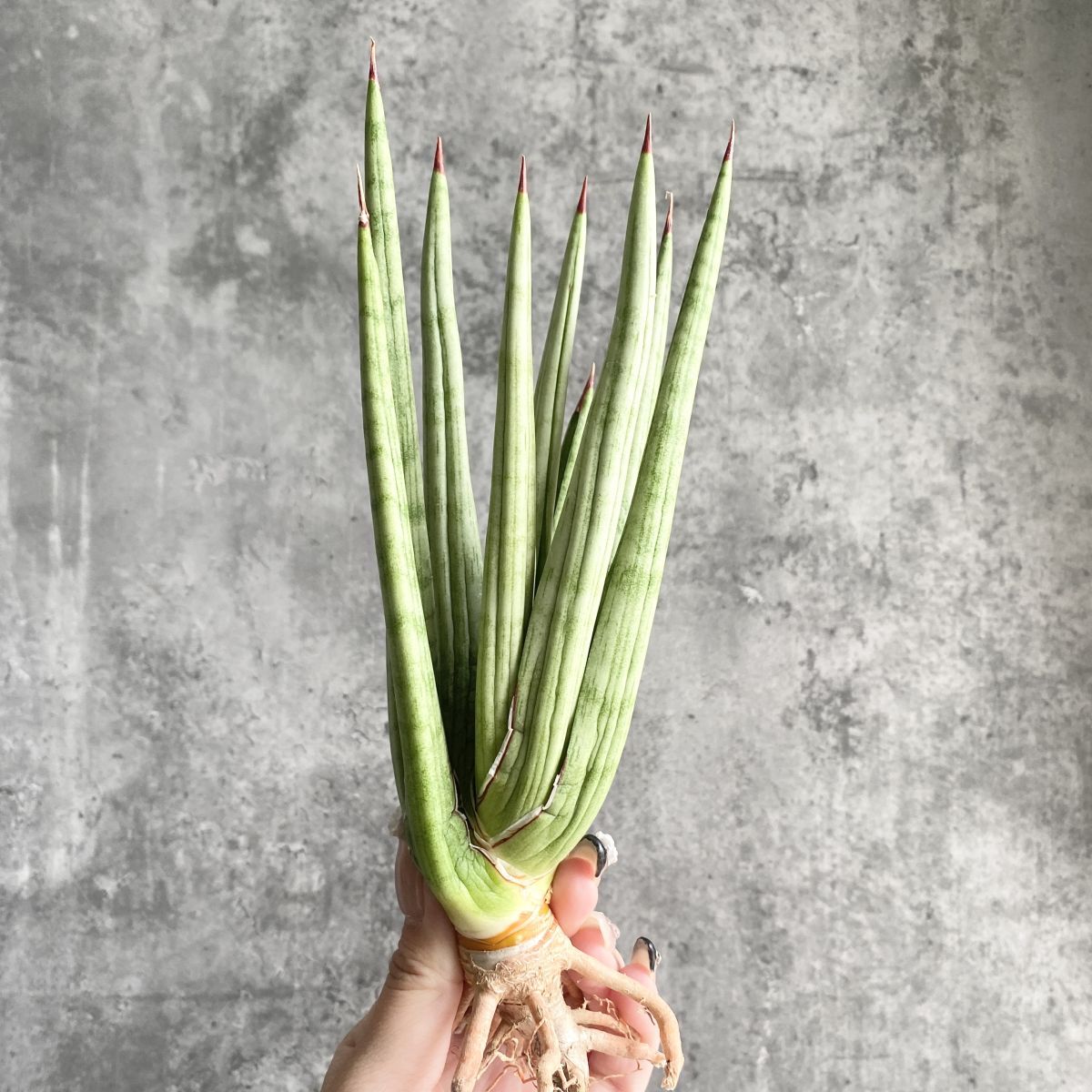 Yahoo!オークション -「サンスベリア ロイヤルクラウン」(観葉