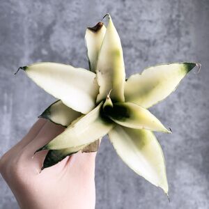 【S8452】【S級超希少株!!】白斑入り サンスベリア コルドバ ホワイト ヴァエリガータ 斑入り ( ユーフォルビア サンセベリア )