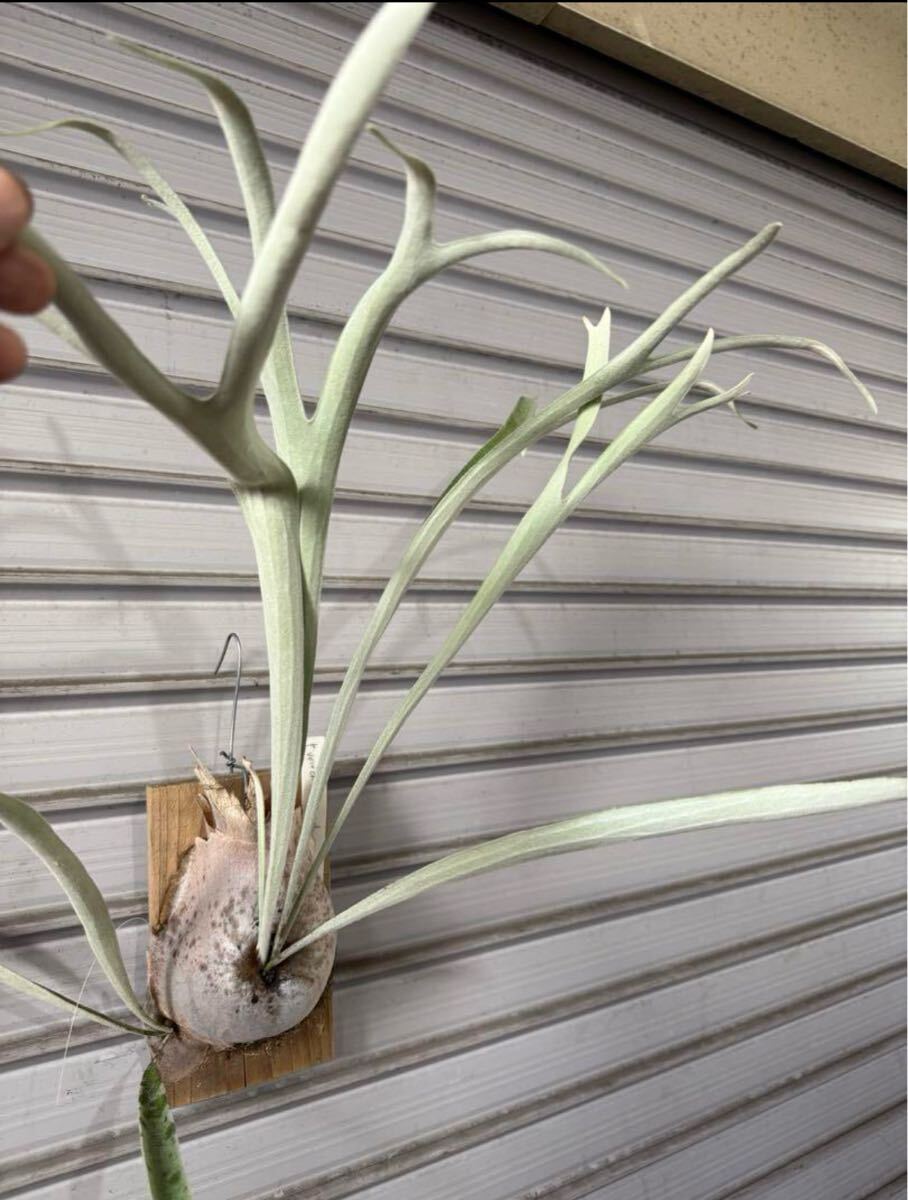 まりりんです　　P.bifurcatum old type 希少株 まりりん様専用です P.bifurcatum old type 希少株