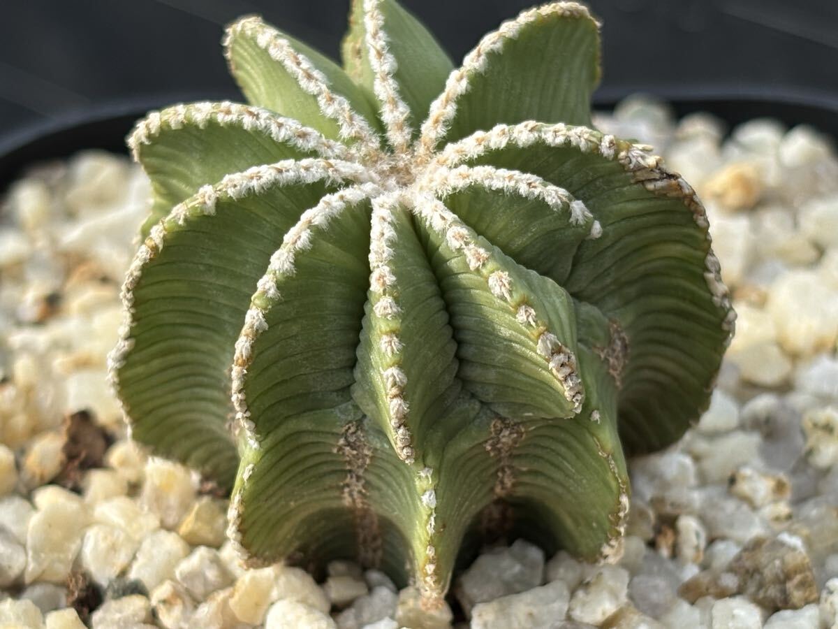 Yahoo!オークション -「アズテキウム ヒントニー」の落札相場