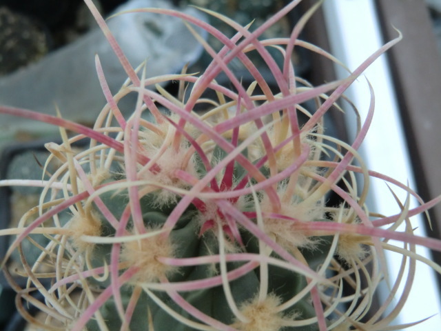 サボテン　大竜冠 大竜冠 | 叢 – くさむら – Qusamura