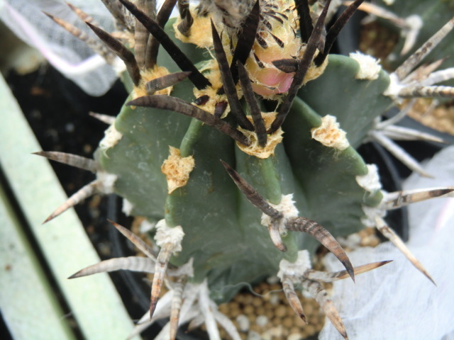 c*0様 オークション　サボテン　水牛大鳳玉　実生 サボテン◇黒水牛大鳳玉◇