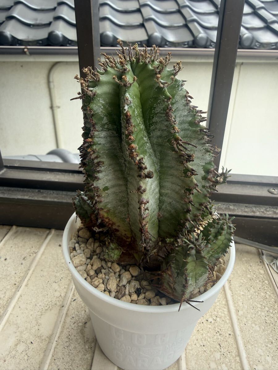 総*長様 B14238★オークション★巨大6.5cm株!ユーフォルビア ホリダ Yahoo!オークション -「ユーフォルビア ホリダ」(観葉植物) の