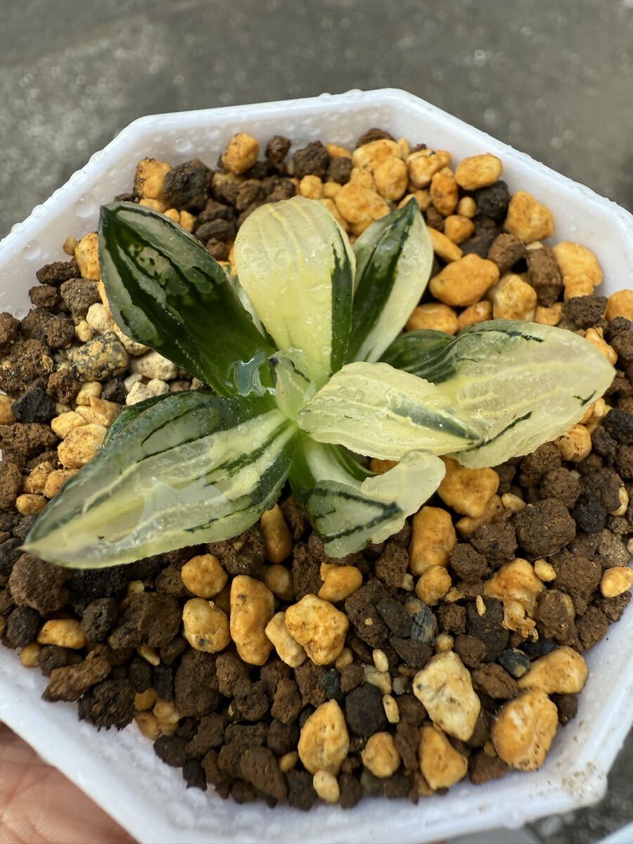 17A ハオルチア　多肉植物　アトロフスカ錦糊斑　自家繁殖 多肉植物 ハオルチア OB-1オブツーサ錦 糊斑 - メルカリ