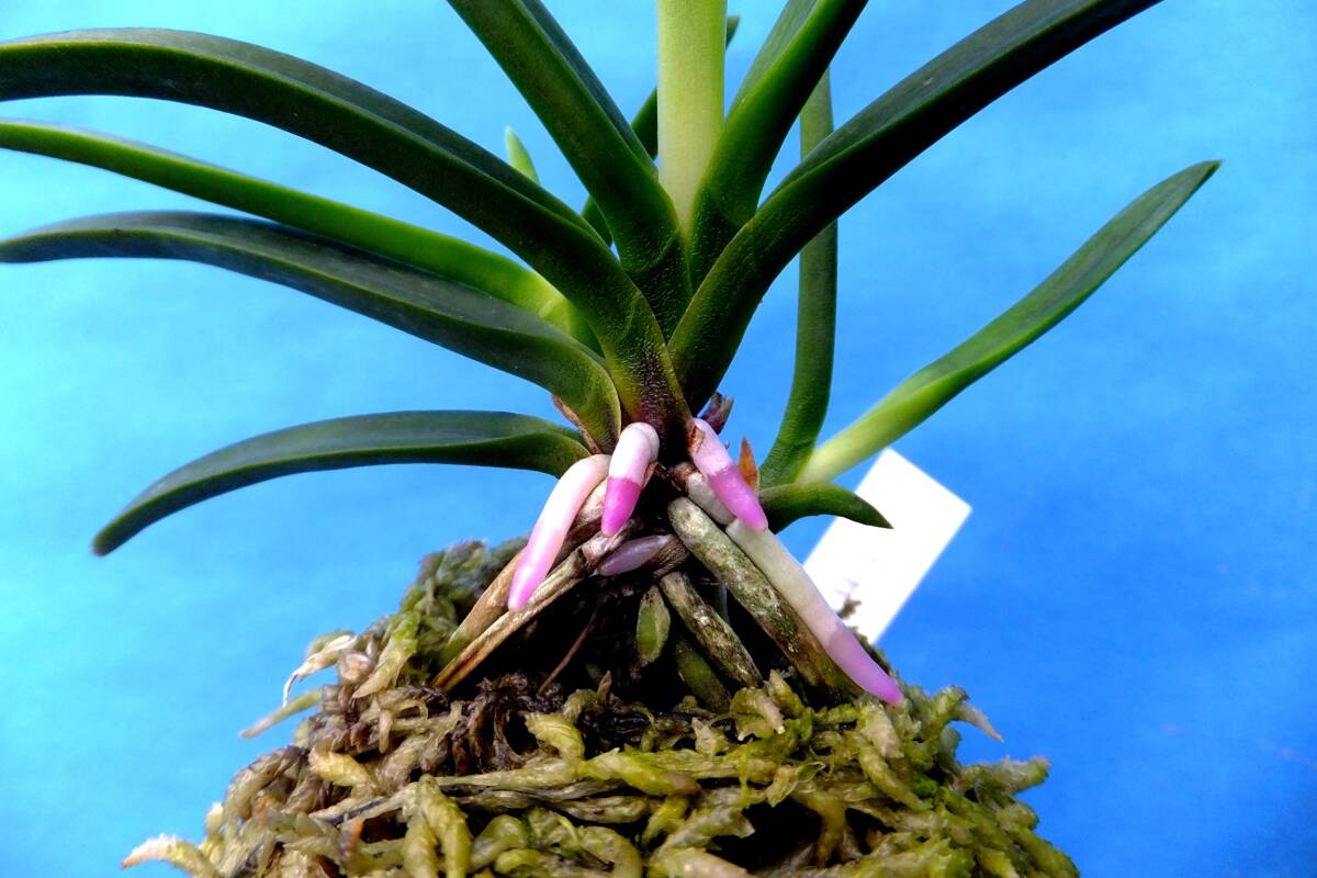 Yahoo!オークション -「白雪姫」(ラン) (花)の落札相場・落札価格