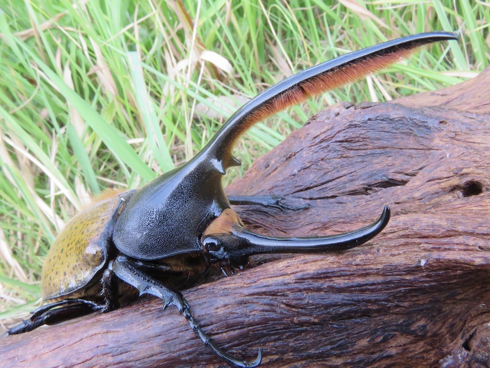 Yahoo!オークション -「標本ヘラクレス」(ペット、生き物) の