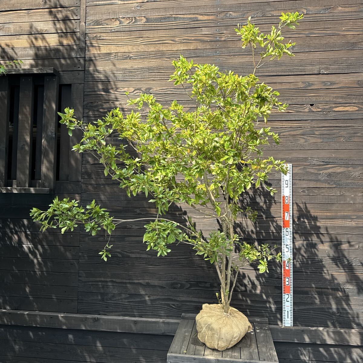 ヤマツツジ【現品発送】管理70537 ヤマツツジ【現品発送】管理70537