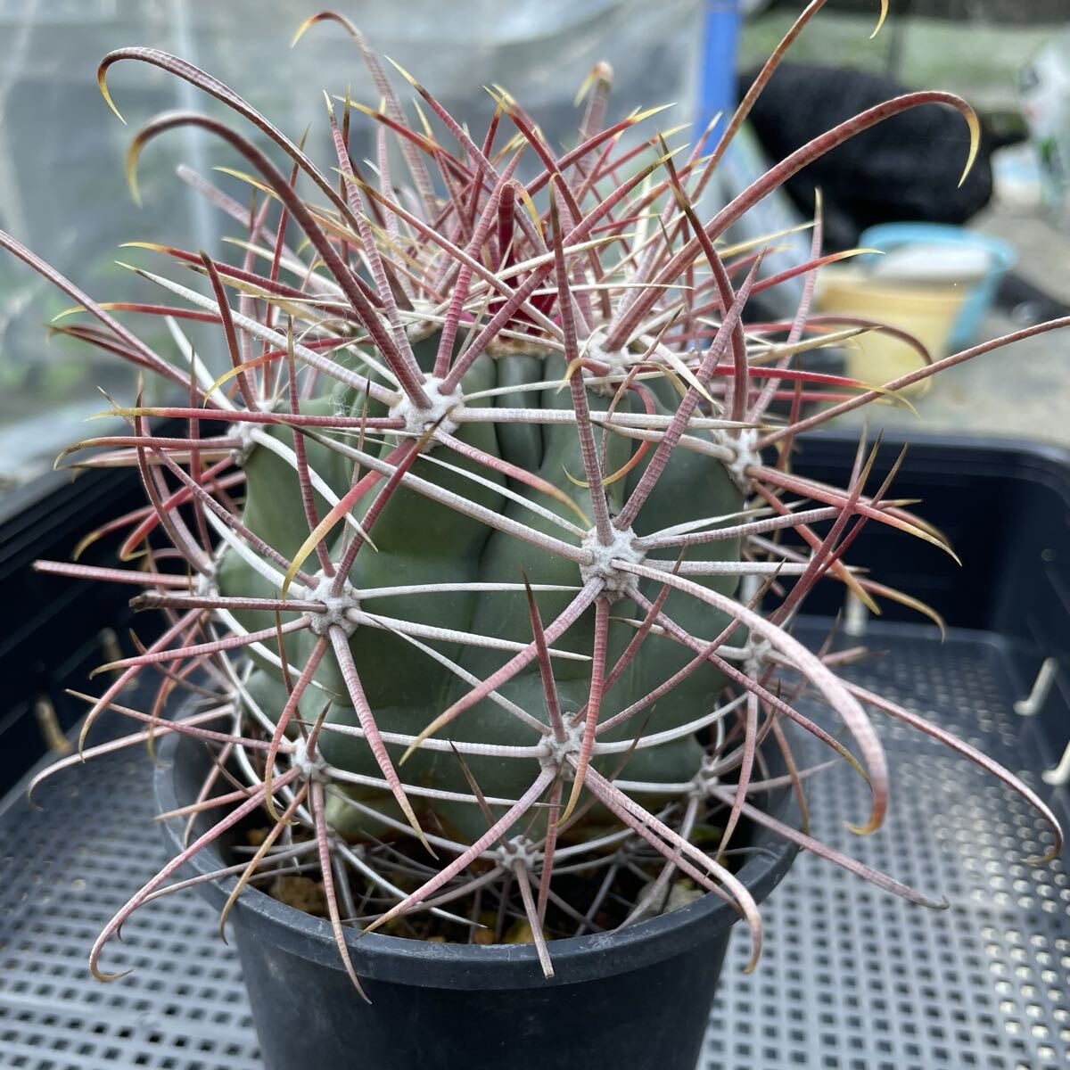 サボテン　鯱頭　実生　大株　※鉢のまま発送 サボテン 鯱頭 実生 大株 ※鉢のまま発送