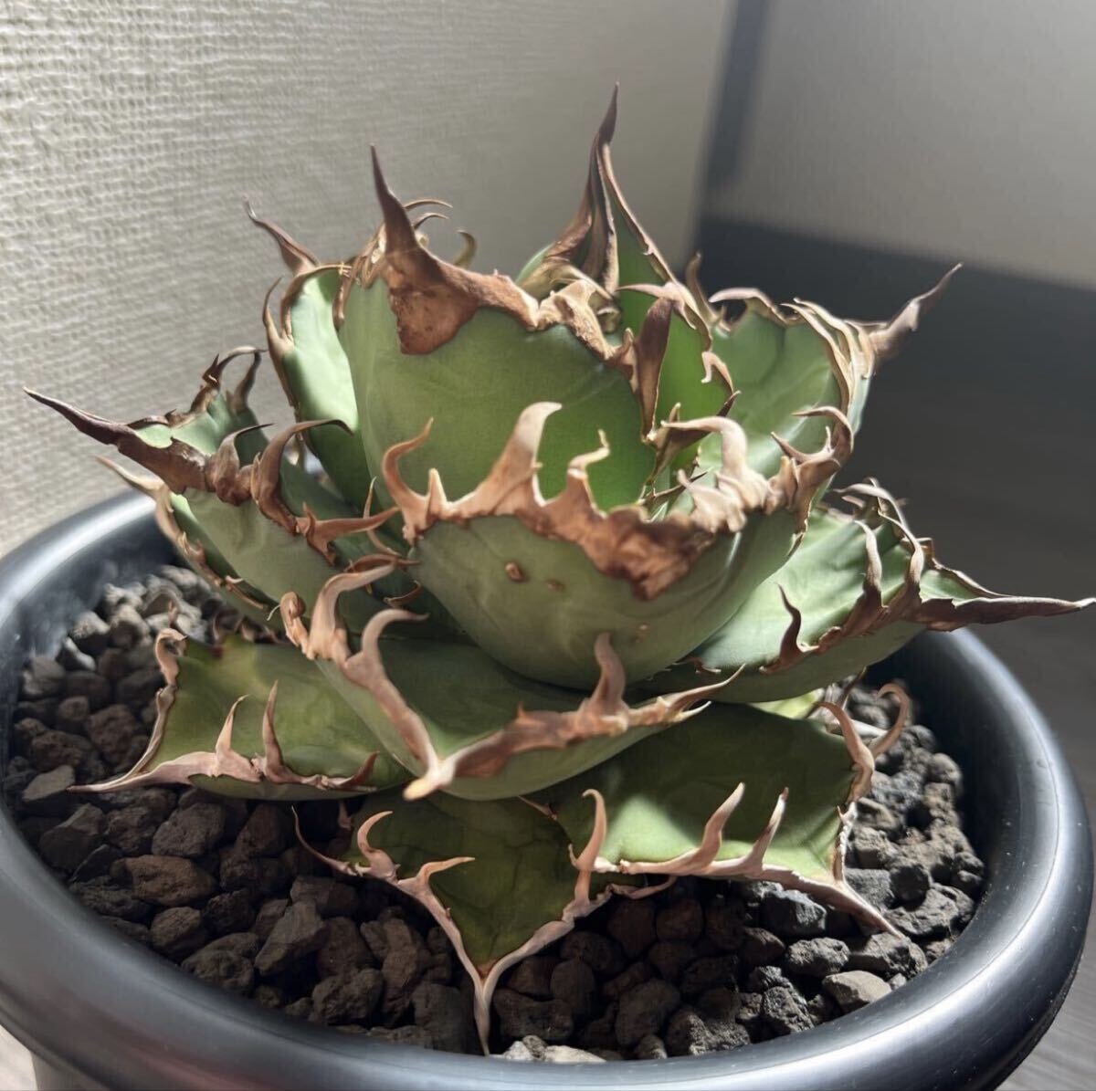 超絶極上株 アガベ ホリダ 陽炎 超凶暴鋸歯 コンパクト 特選株 超絶極上株 アガベ ホリダ 陽炎 超凶暴鋸歯 超コンパクト ボールタイプ