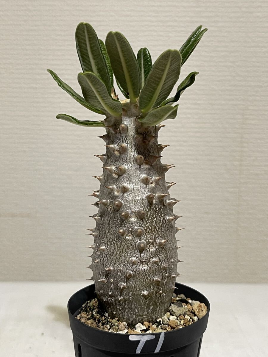 Yahoo!オークション -「パキポディウム タッキー」(観葉植物) の