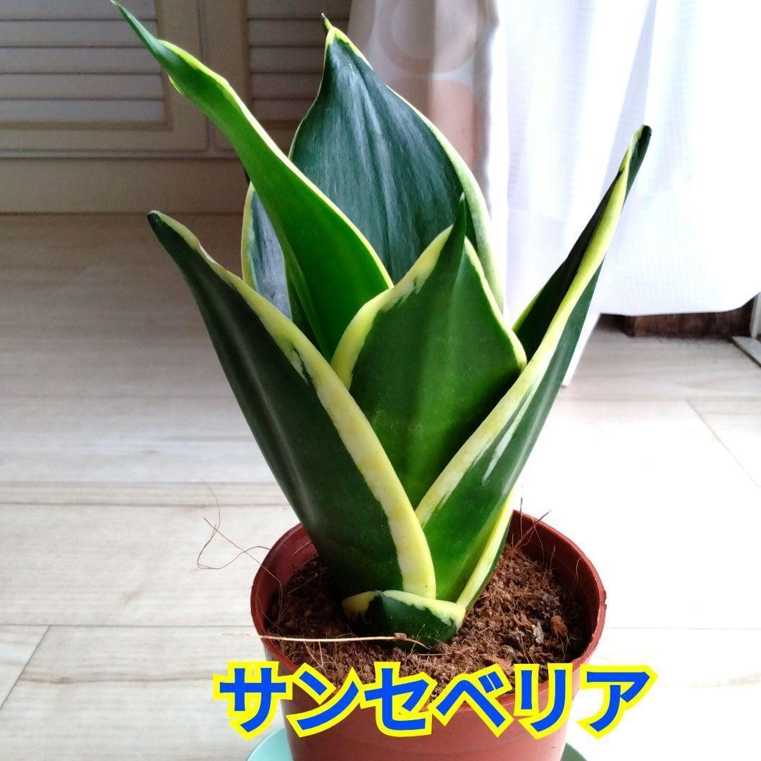 サンスベリア ドラゴンキング サンセベリア、ドラゴンキング ドラゴンSP - メルカリ