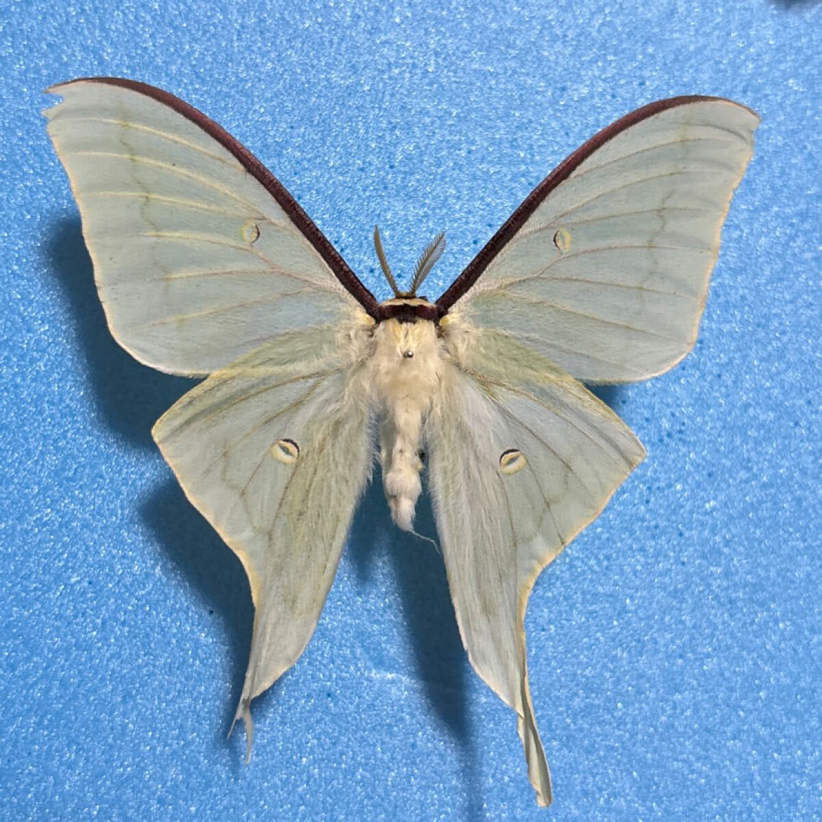 蛾標本 むし 91AVydxfTfL._UF1000,1000_QL80_.jpg