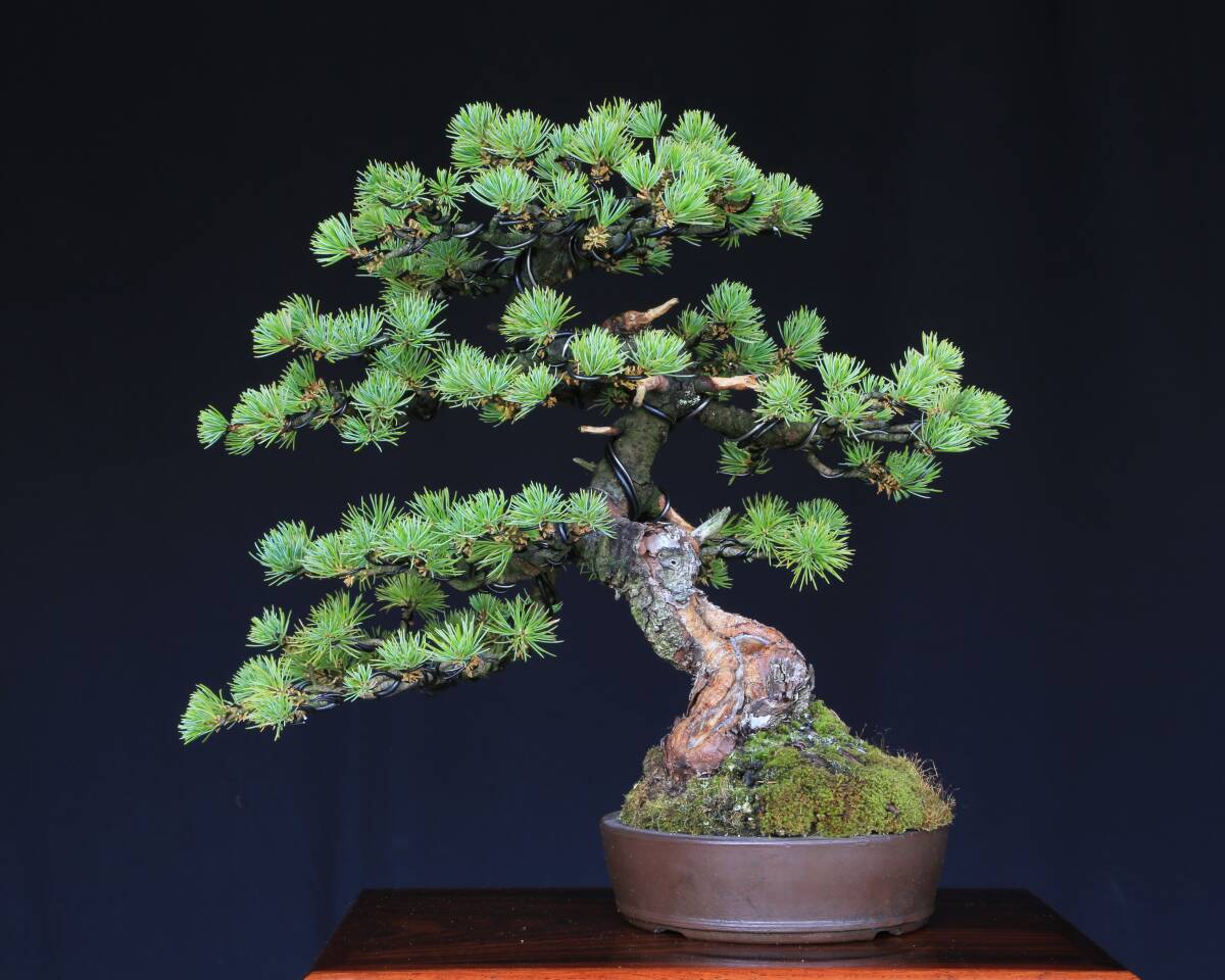 2025年最新】Yahoo!オークション -吾妻五葉の中古品・新品・未使用品一覧