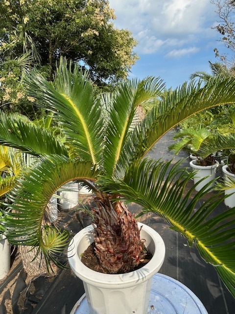 ソテツ『超特大サイズ』近畿地方限定配達&植込み無料❗️その他地方の方要相談。 ソテツ『超特大サイズ』近畿地方限定配達&植込み無料❗️その他