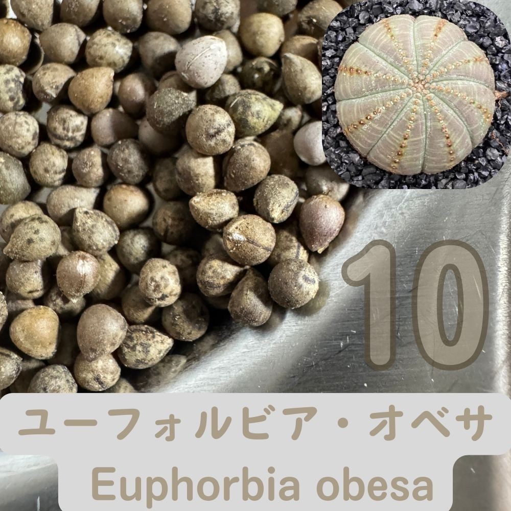 2025年最新】Yahoo!オークション -ユーフォルビア 種子の中古品