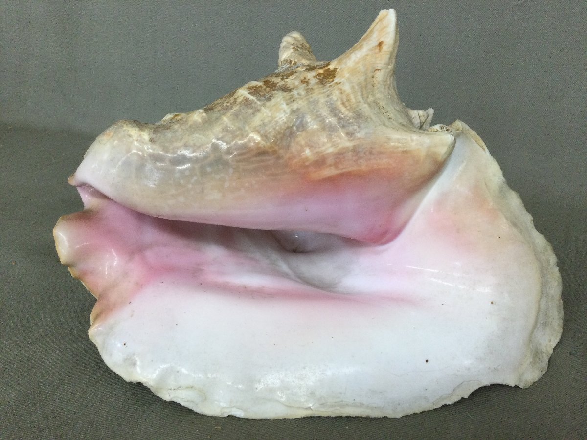 2025年最新】Yahoo!オークション -ピンクコンク貝の中古品・新品