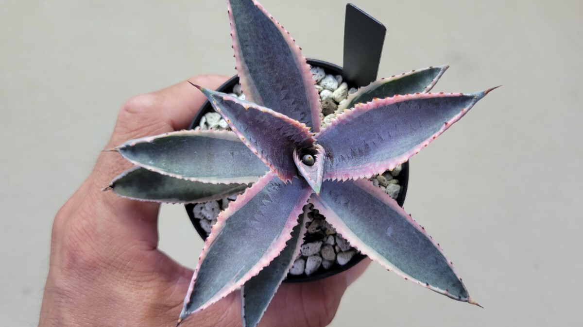 Yahoo!オークション -「レディー」(アガベ) (観葉植物)の落札