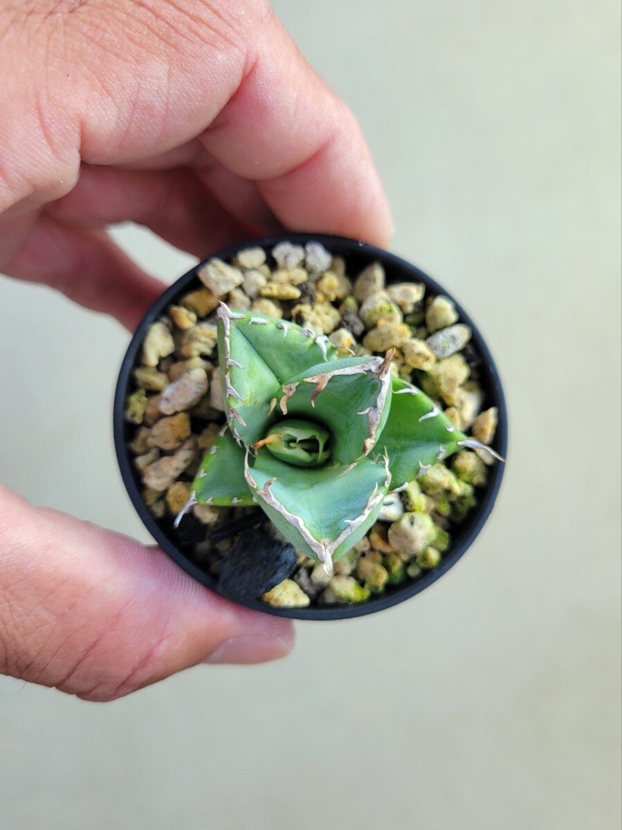 【MW】国産優良血統　緑犀牛　巌竜　チタノタ　agave オテロイ アガベ　② MW】国産優良血統 緑犀牛 巌竜 チタノタ agave オテロイ アガベ ③