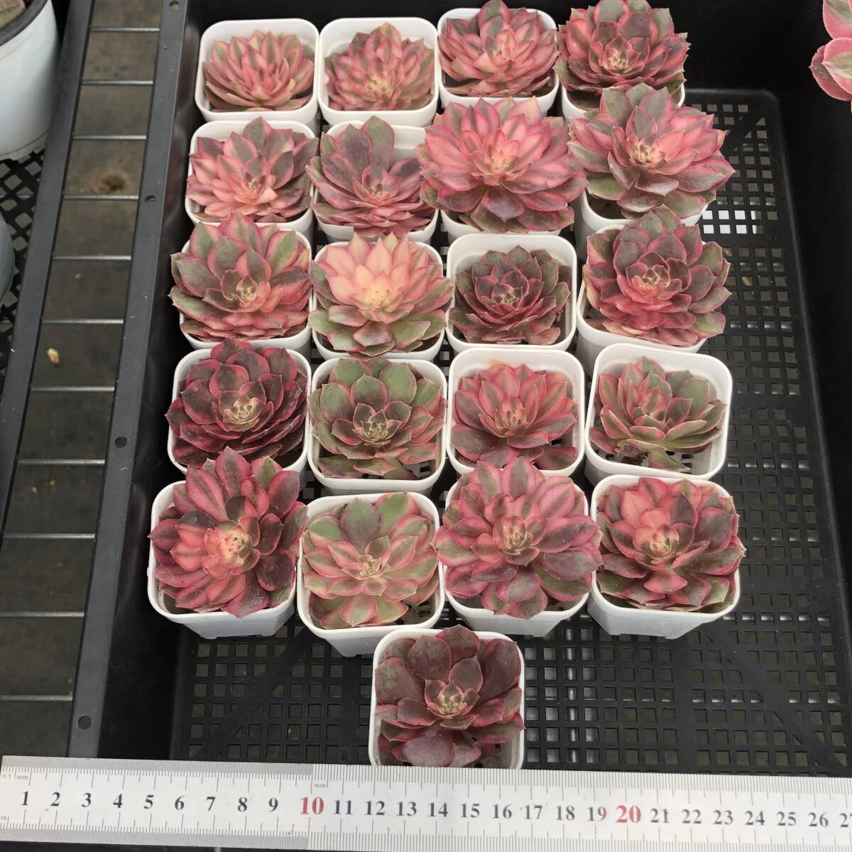 9/15まで出品 アガベ コロラータ Devil 超極上株 アガベ コロラータ Devil 超極上株 アガベ コロラータ Devil 超