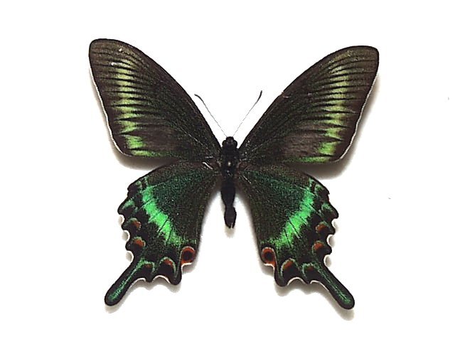 北海道産ミヤマカラスアゲハ春型未展示 蝶標本 珍品 ミヤマカラスアゲハ春型♂ 北海道産⭐️黒系地色の