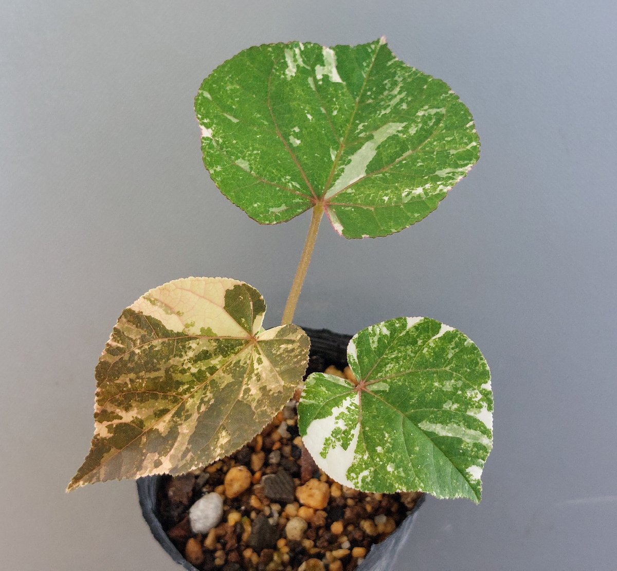 オオハマボウ(珍品) 本日、オンライン販売 琉球盆栽 - RYUKYU BONSAI - 2025/2/16