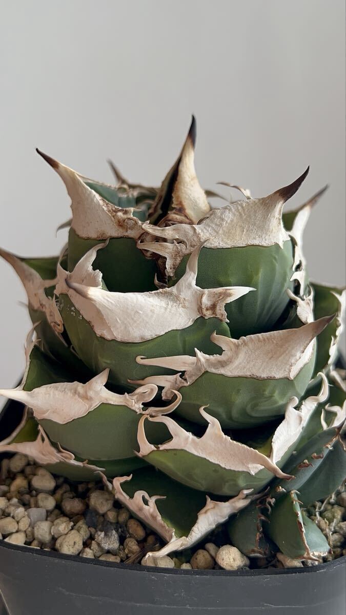 2025年最新】Yahoo!オークション -アガベ チタノタ南アフリカ