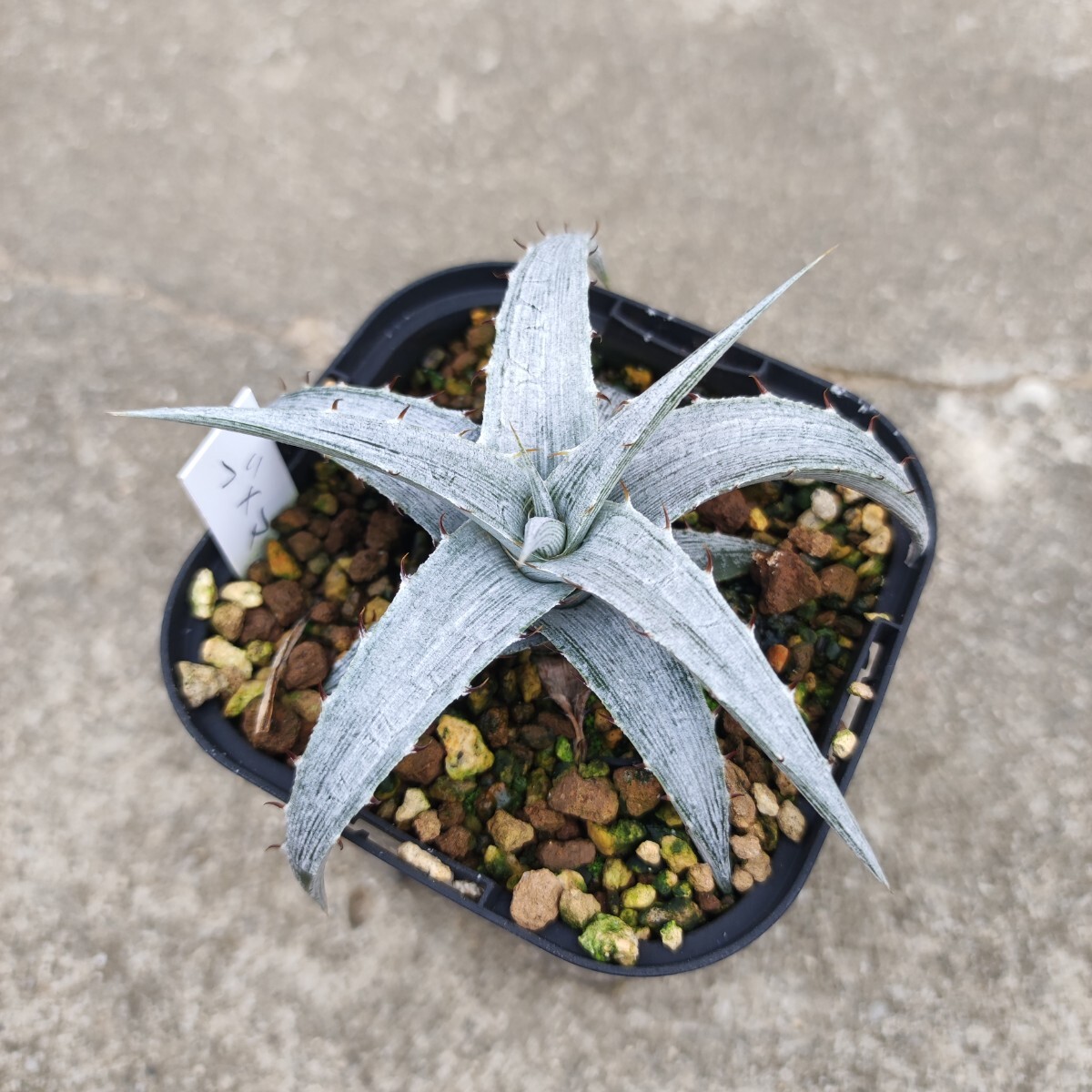 原種 ディッキア ブラウニー ディッキア・ブラウニー：Dyckia braunii | Dyckia Maniax