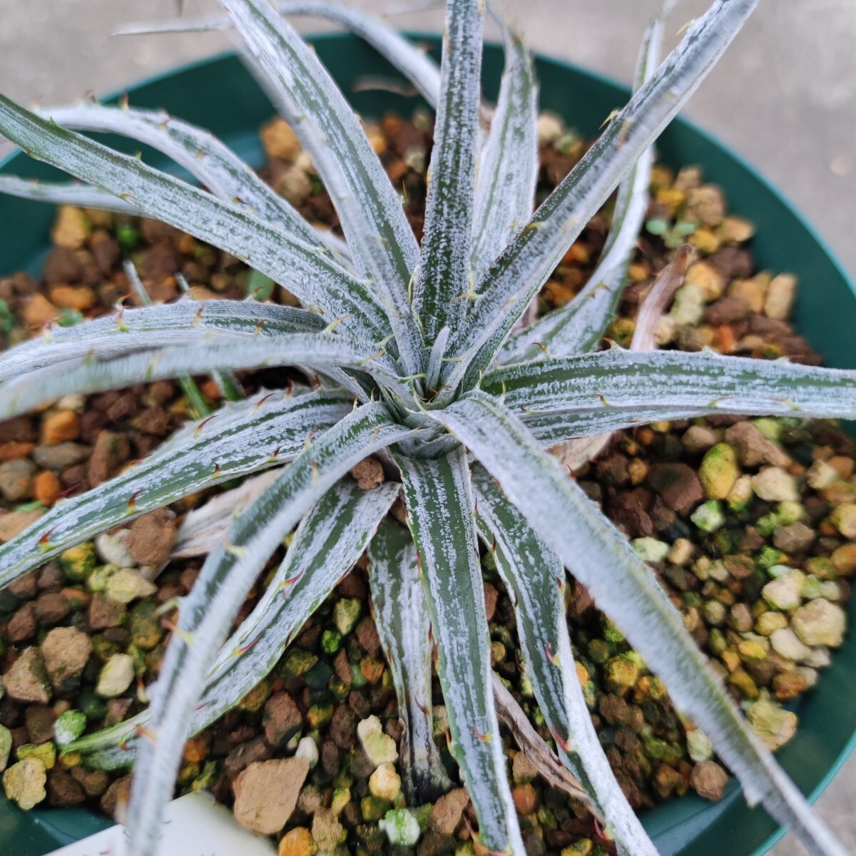 Dyckia braunii ディッキア　ブラウニー　山採り　現地採取株　活着 ディッキア・ブラウニー実生：Dyckia braunii Seedling | Dyckia