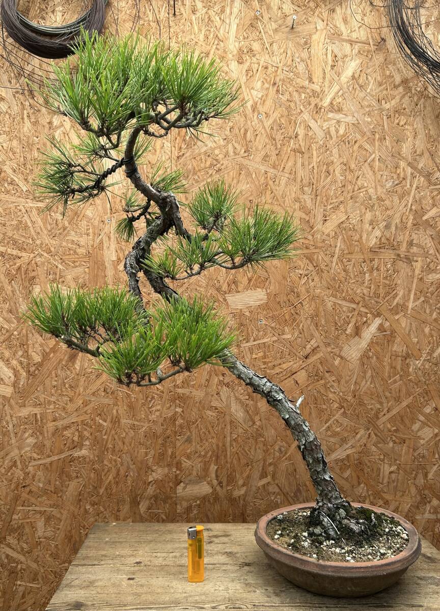 池*一様 週末オークション　赤松文人木　赤松盆栽 池*一様 週末オークション 赤松文人木 赤松盆栽 池*一様 週末