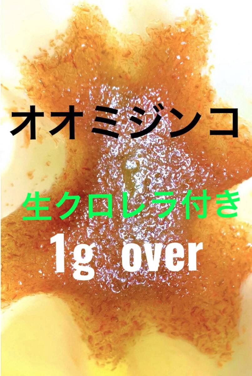  салон разведение . безопасность сырой хлорелла имеется oo mi Gin ko1g и больше плюс больше количество живая наживка производство яйцо ..me Dakar золотая рыбка тропическая рыба . рыба питание еда 