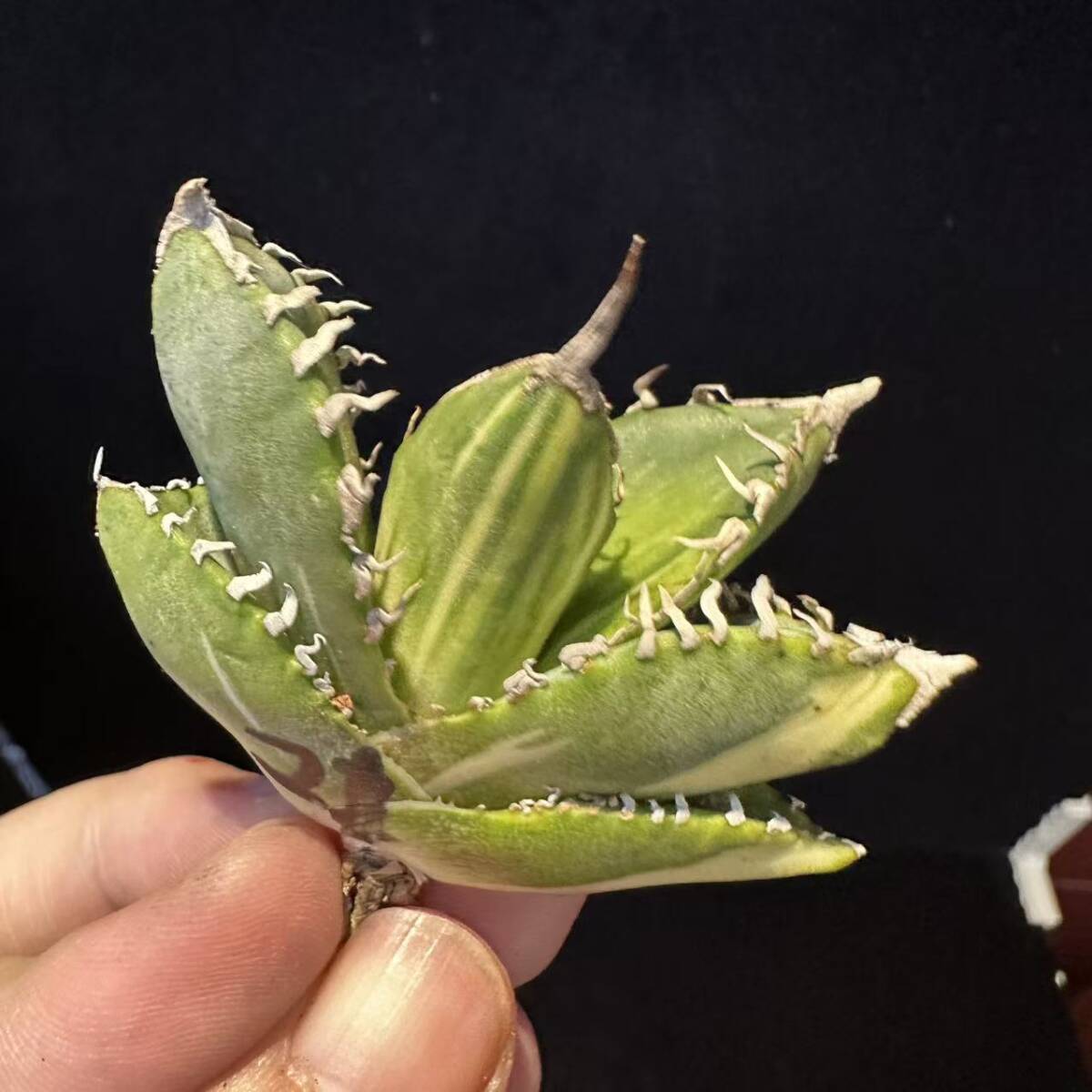 南アフリカダイヤモンド　OC 親株　発根済 南アフリカダイヤモンドOC 親株発根済