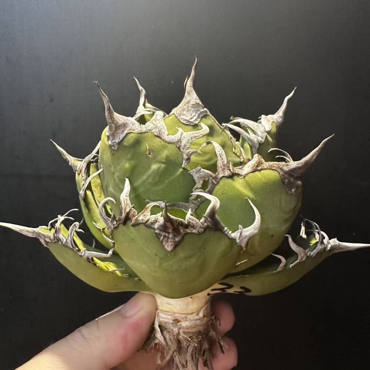Yahoo!オークション -「シーザー」(アガベ) (観葉植物)の落札