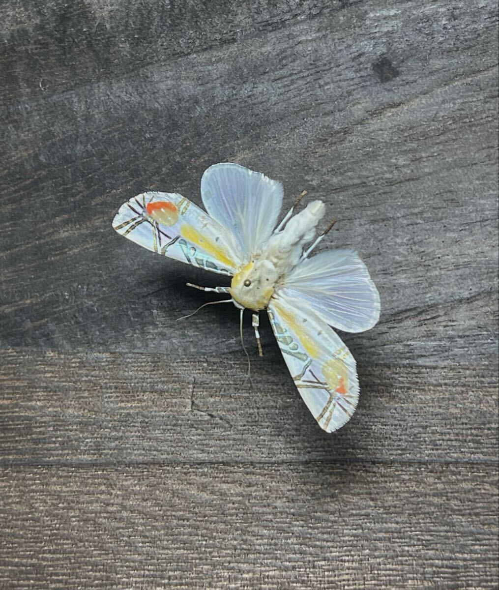 蛾標本 2点セット keti Amazon.co.jp: ニシキオオツバメガ 蝶 蛾 標本 : ペット用品