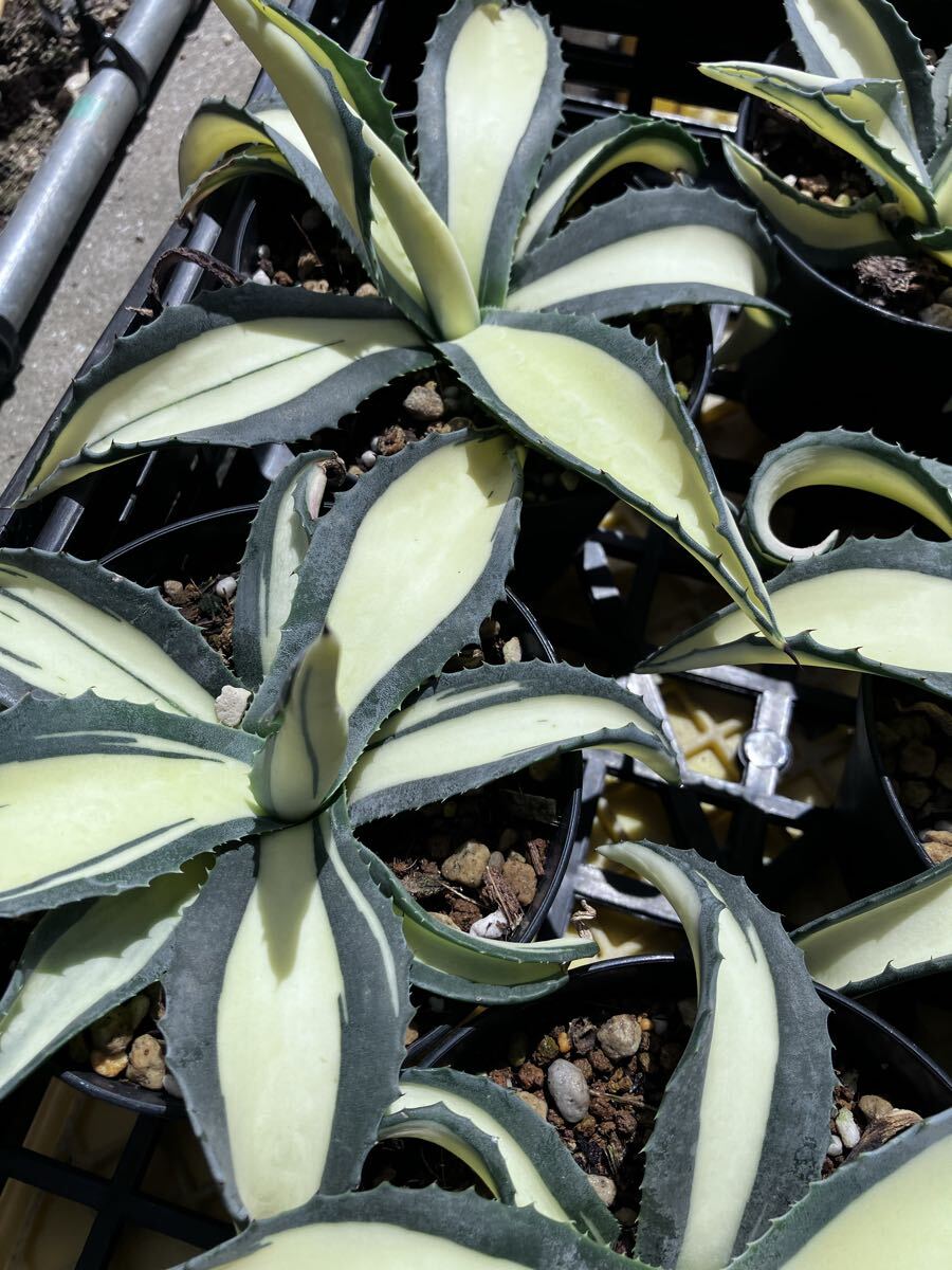 Yahoo!オークション -「アガベ 那智の輝き」の落札相場・落札価格