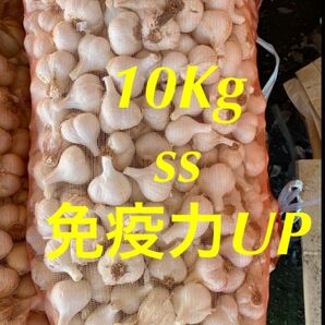 青森にんにく10Kg SS