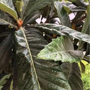 送料込◆ビワの葉200g◆民間療法 自然療法 健康 美肌 入浴 お茶 化粧水 オーガニック 生活の知恵◆お試しにどうぞ!