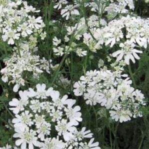 オルラヤ オルレア 種 おまけ付き