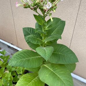 タバコ種子約100粒 ニコチアナタバカム ゴールデン バージニア ポーランド 遺伝子組み換えなし!完全輸入品!