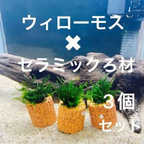 【可愛らしさ1番人気】ウィローモス×セラミックろ材×3個