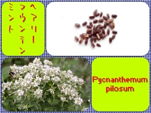 【送料無料】ヘアリーマウンテンミント・ピクナンテムム・ピロスム種子50個