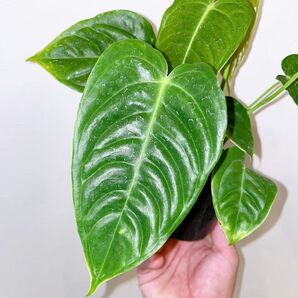 アンスリウム ベイチー 3号