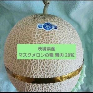 【茨城県産】マスクメロンの種 青肉 20粒