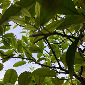 みかんの葉100枚以上