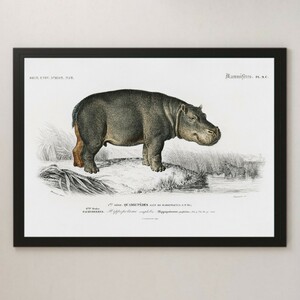  hippopotamus river horse hipopota trout animal . Vintage illustration lustre poster A3 bar Cafe Classic retro interior illustrated reference book esko bar mammalian 